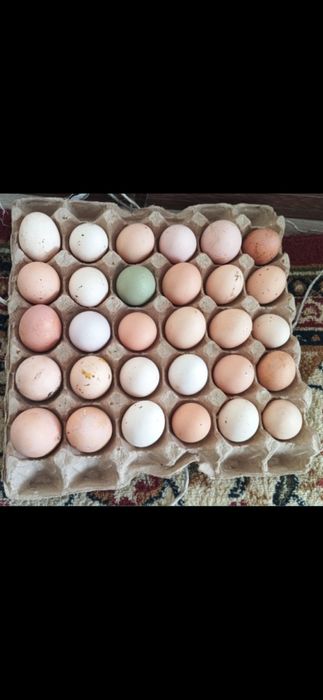 Яица домашние для инкубатора