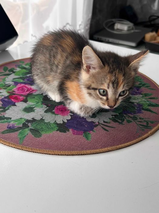 Котенок ищет дом