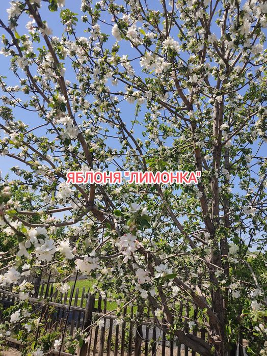 Продам дачу на Бобровке