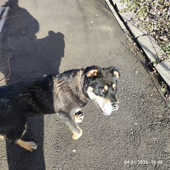 Найдена собака потеряшка