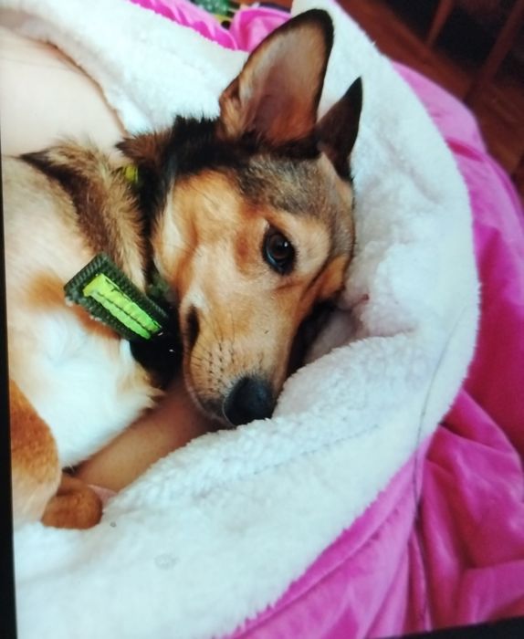 Отдаю собачку в добрые руки