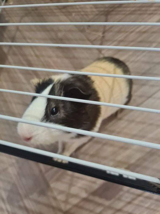 Продам морскую свинку с клеткой