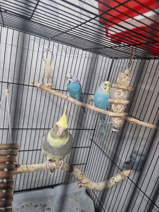 Продам папугайев