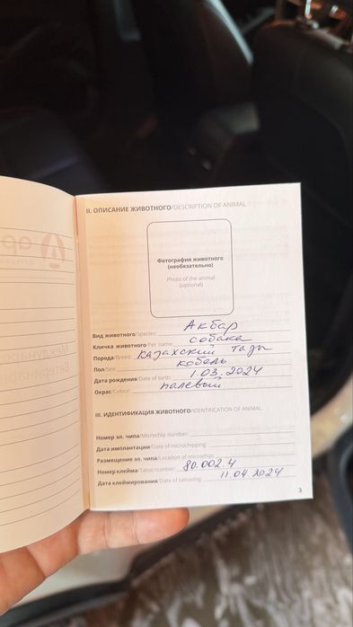 Тазы чистокровный с документами