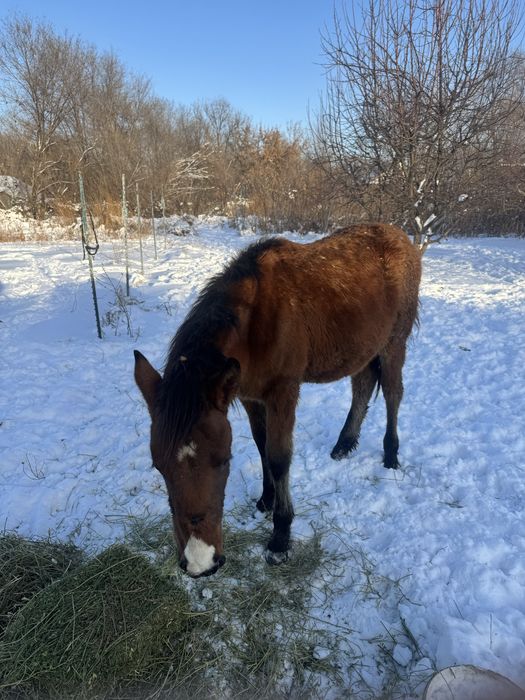Продам   жеребенка