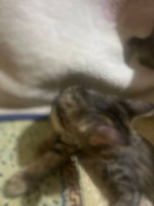 Отдадим милую котенку