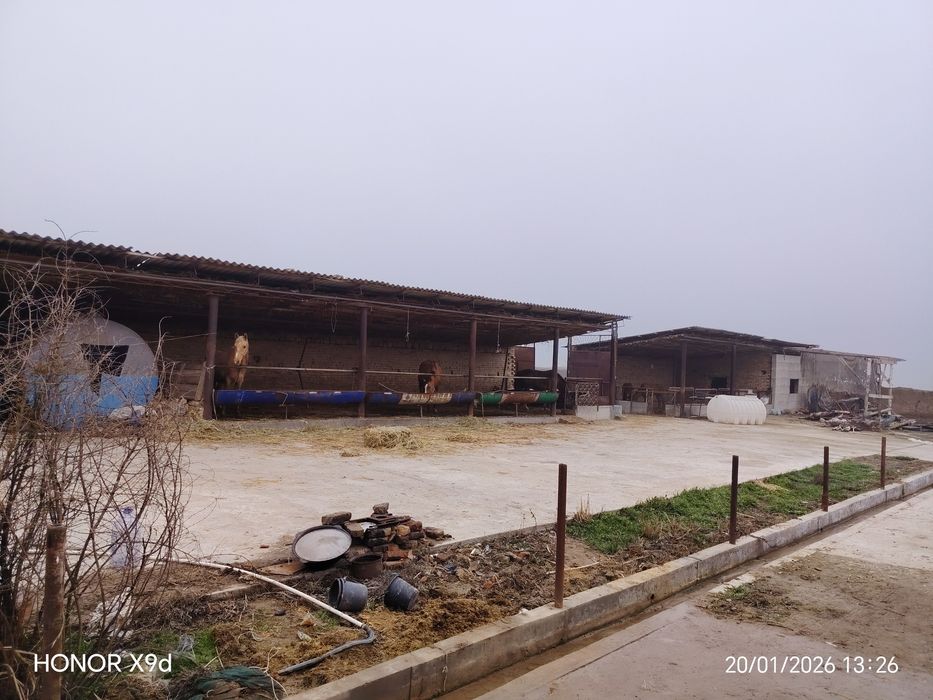 Ferma Yangi yo'lda sotildi Hamroqulda