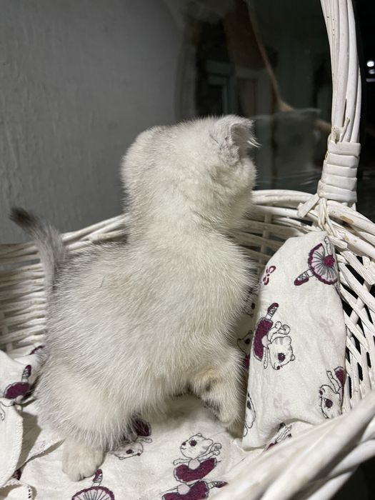 Котята blue point шиншилы британские