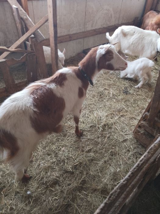 Vând capre sannen și metis de sannen cu alpină