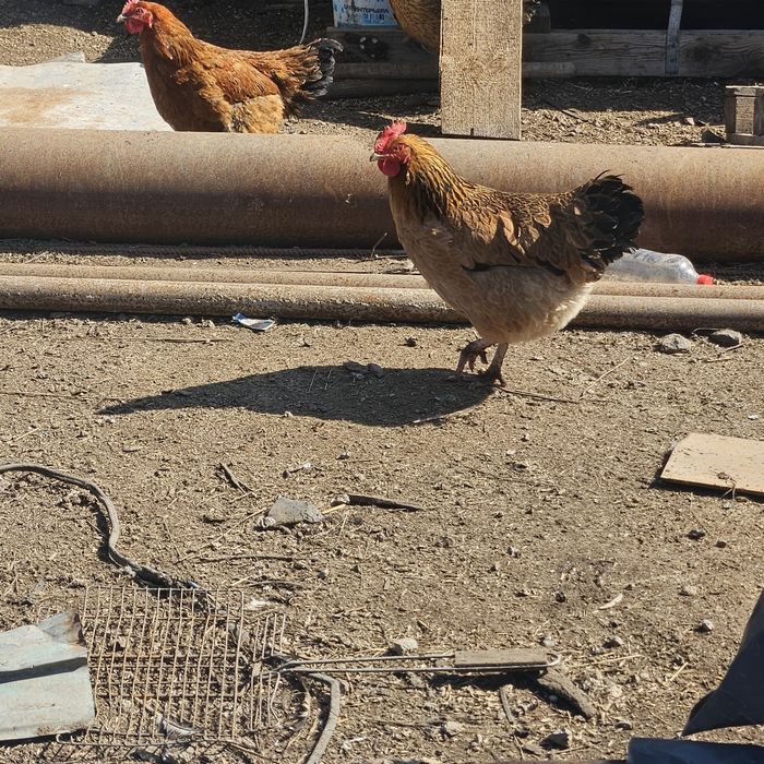 Продам инкубационные яйца