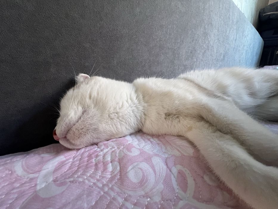 Ласковая кошка ищет себя хозяина