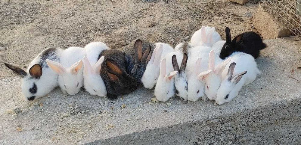 Қуён болалари сотилади. 35 000 дан 100 000 гача.