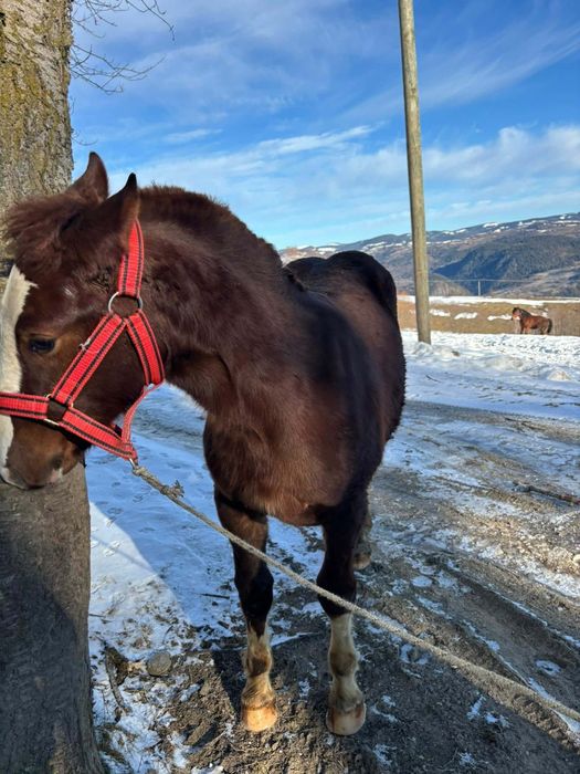 Mânz cuminte de vânzare