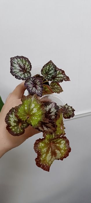 Бегония:1800 тенге