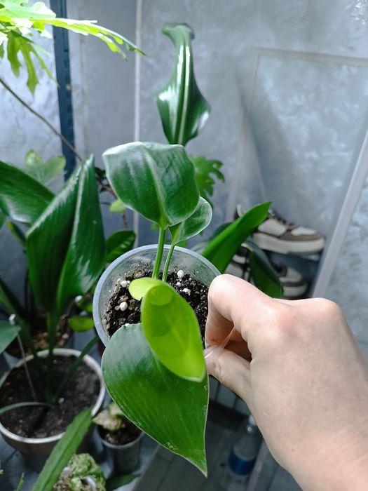 Комнатные растения