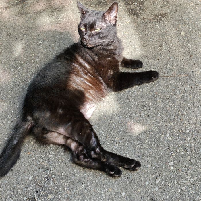 URGENT! Donez Motan Rămas Fără Stăpân În Căutare De O Persoană Serioasă Și Afectivă