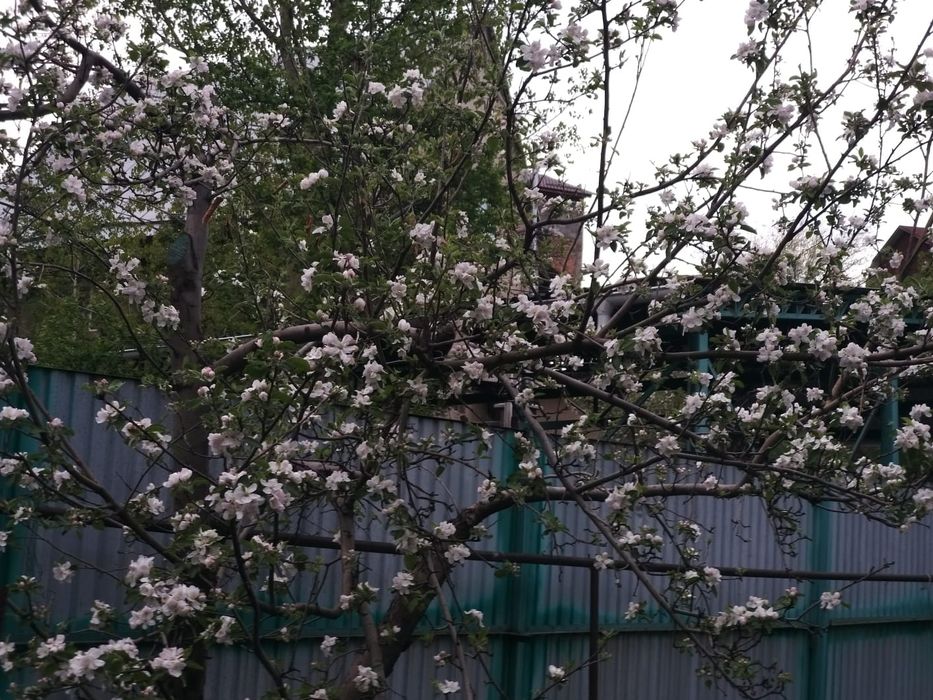 Обрезка,плодовых деревьев.