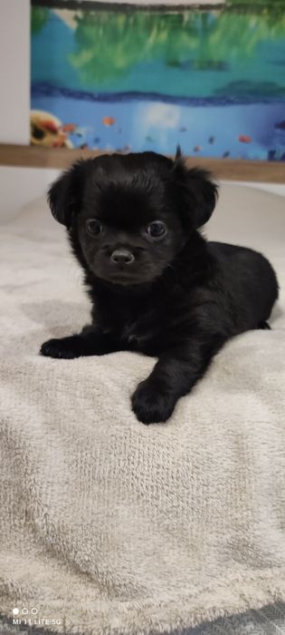 Две момичета чихуахуа