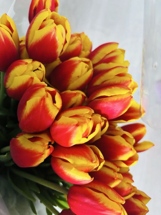 Тюльпаны отличного качества!