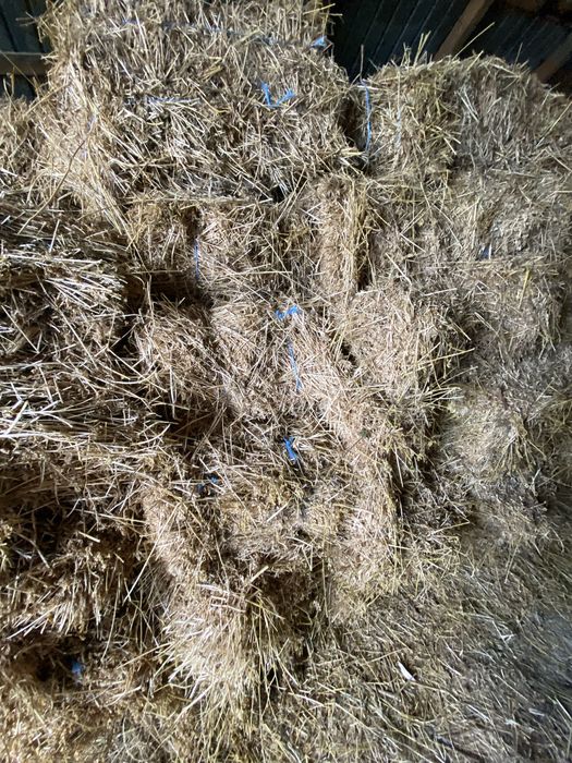 Vand baloți lucernă.