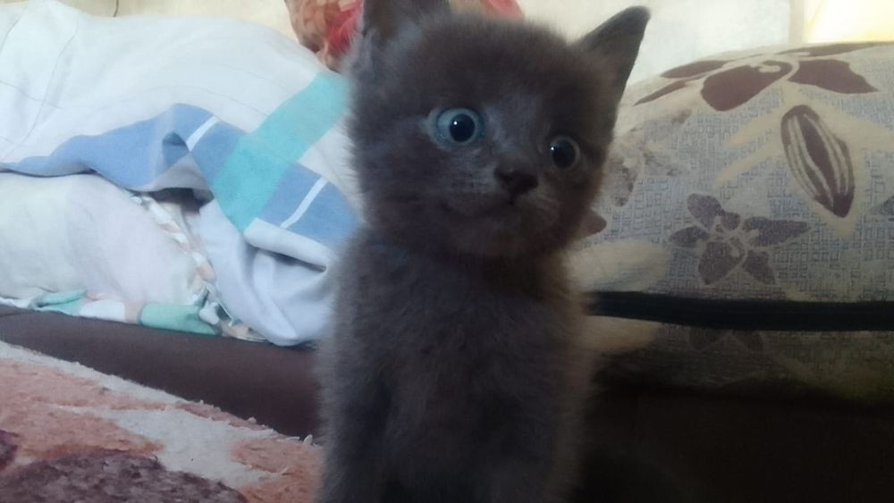 отдам котят в добрые руки