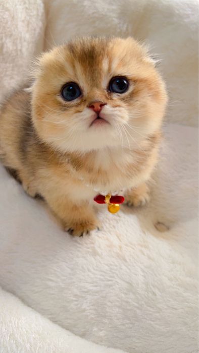 Золотая шиншилла элитный фолд