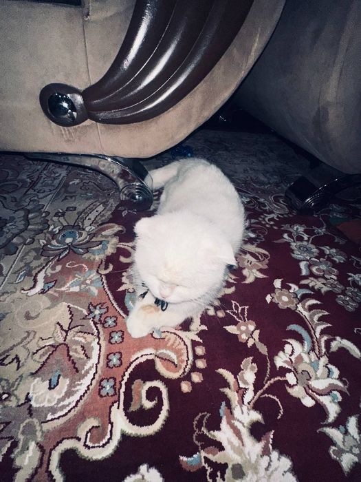 Scotish fold qiz bola