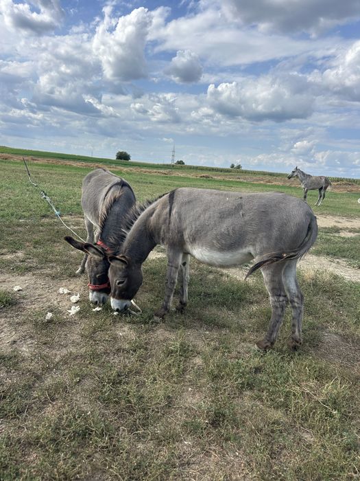 Măgari de vanzare