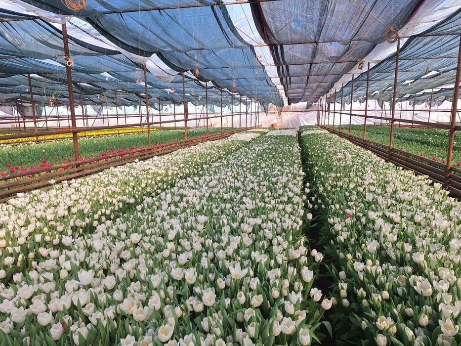 Голландские тюльпаны