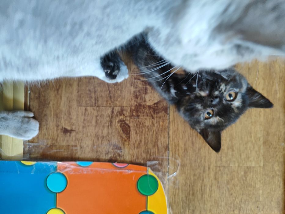 Котенца - късокосмести Британски