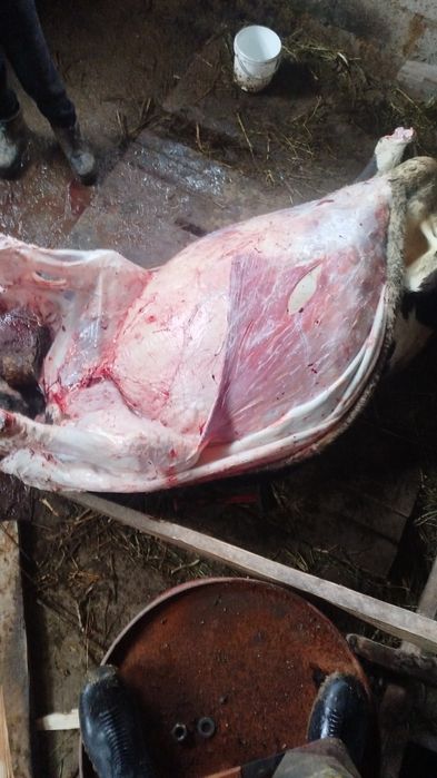 Вынужденый забой