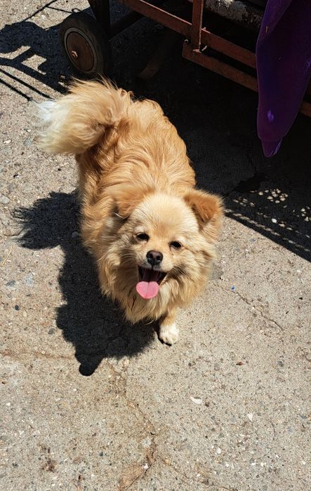 Мъжко куче шпиц-померан на  15  месеца