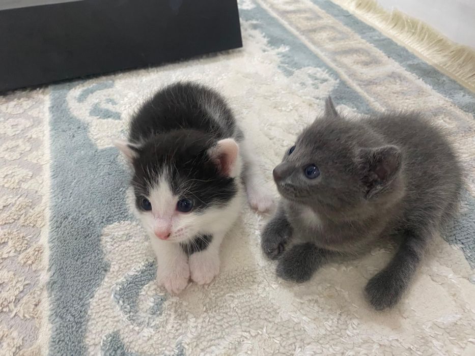 мысык жаксы коретн адам болсаа))