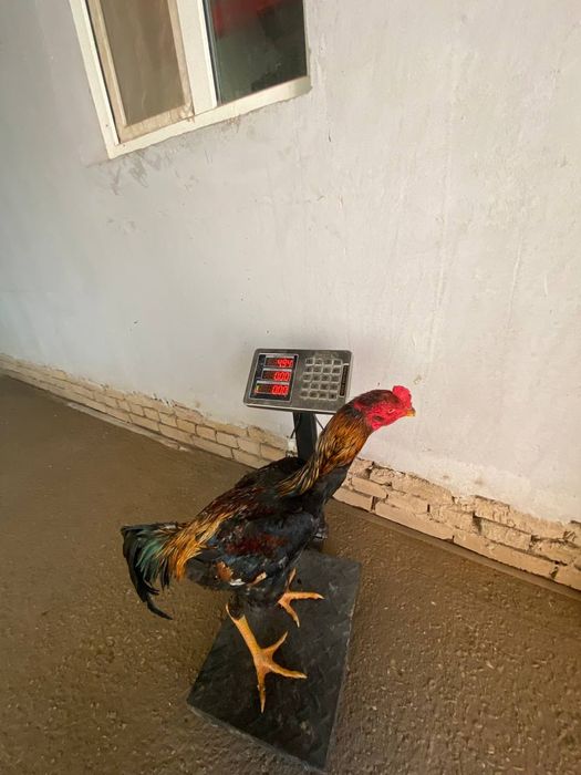 Продам дакана срочно