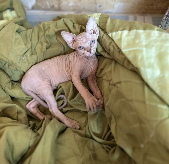 Продаются котята сфинксы