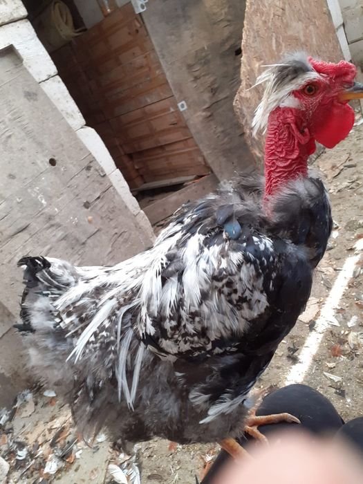 Vand cocosi de 5 luni de rasa pintenat mari si mici  golas de transilvania, cu gatul gol pitici sau mari