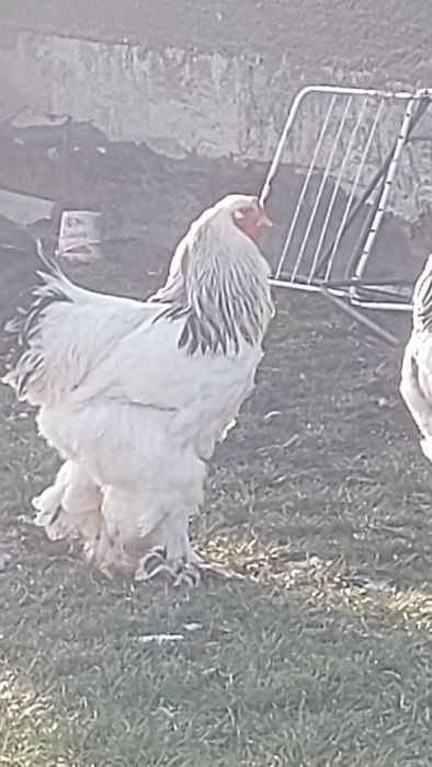 Cocoși de  vânzare Brahma herminat deschis Brahma  albastru  și  Brahm