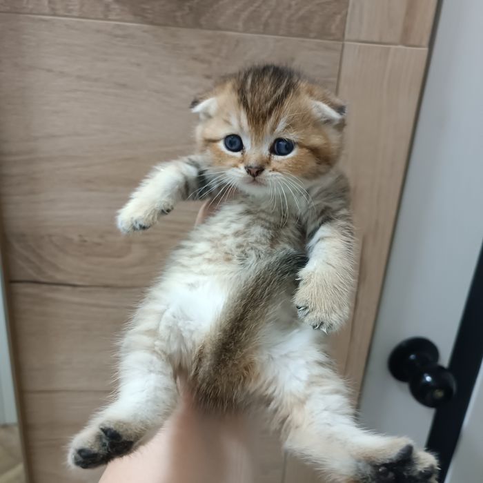 Продается котёнок тикированый золотой шиншилл