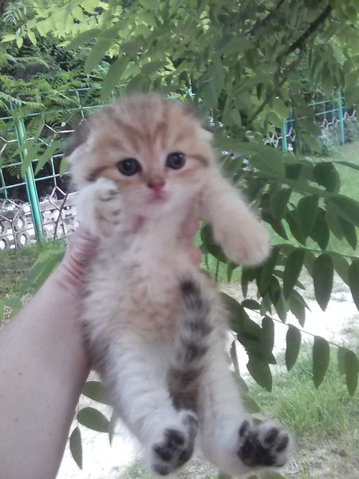 Продается котёнок