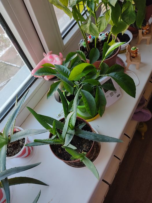 Алое-вера , возраст около 1 года