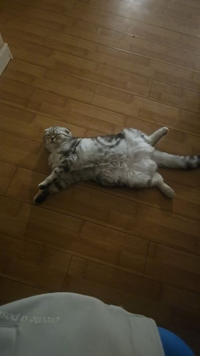 Продам котёнка взрослого