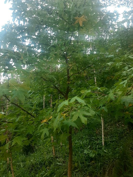 Vindem mesteacăn tei platan stejar frasin paltin etc