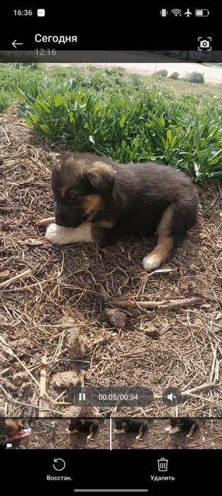 Отдам щенков в кыргауылды