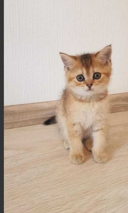 очаровашки - бриташки