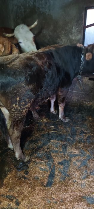 De vanzare 3 taurasi