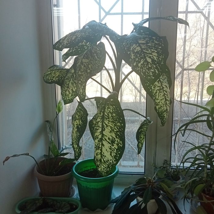 Комнатные растения