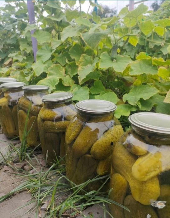 Засолки домашние