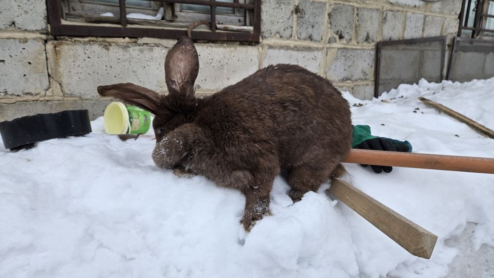 Кролик Крольчиха 5кг