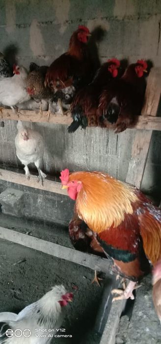 Продам индоуток.