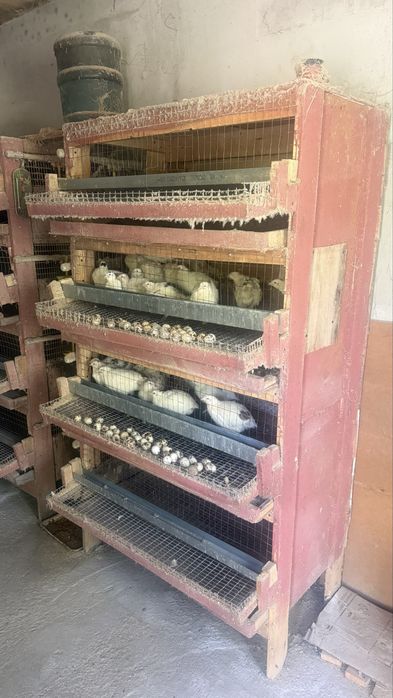 Продам клетки для перепелов